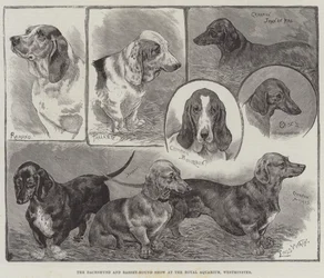 Exposition de teckels et bassets au Royal Aquarium, Westminster